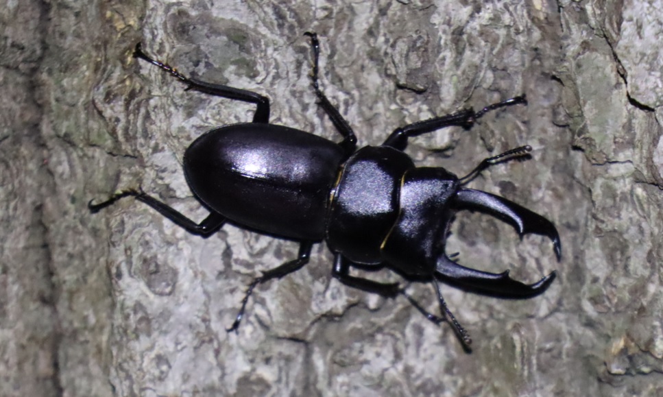 コクワガタ1♂_ナンバリング外のクヌギ_クワガタ達のオアシス _2023年5月30日20時35分気温19.9度